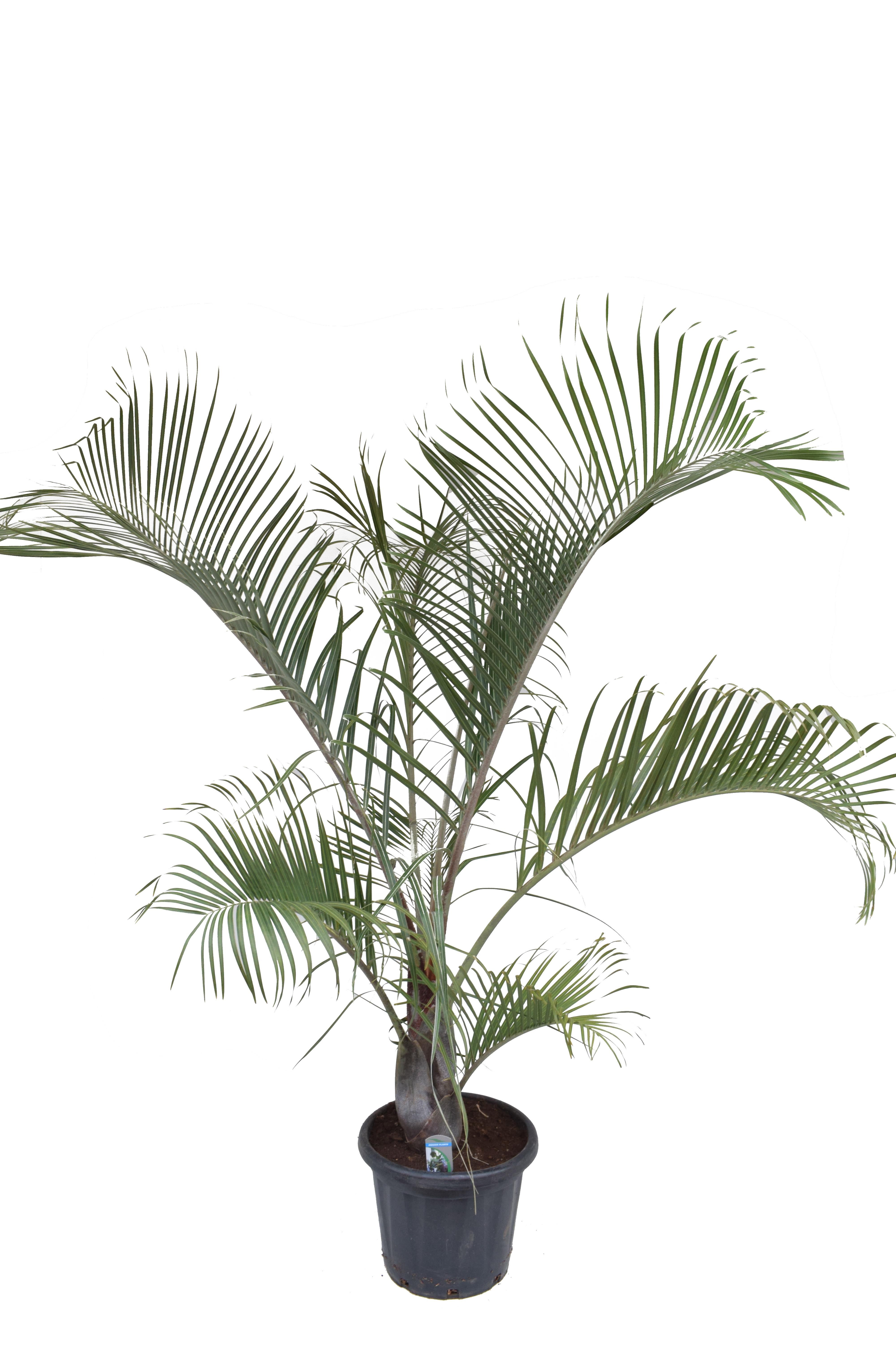 Dypsis decaryi P37 H190, D 37
