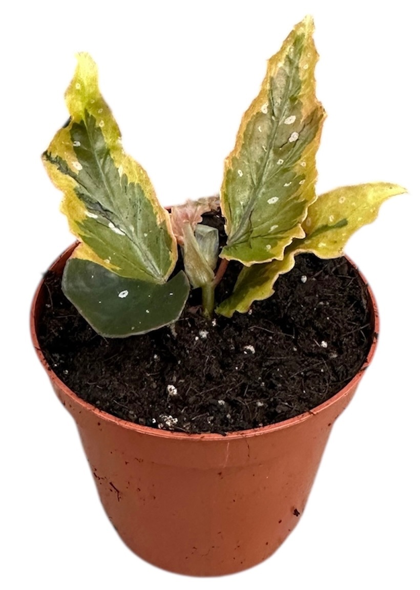 Begonia Dainty Spray Sport variegated, D 8