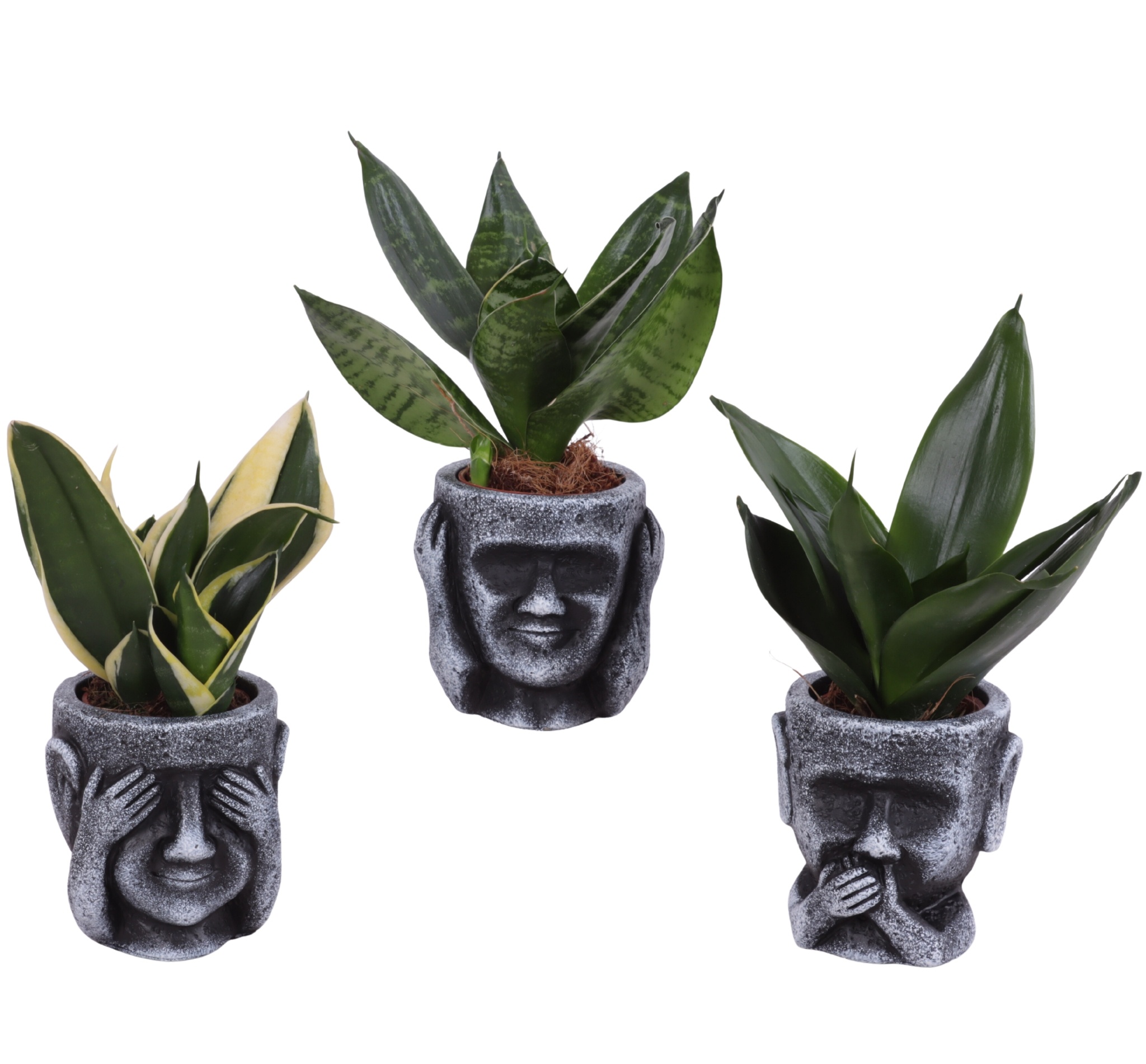 Sansevieria trif. Mix Pot Ø06cm in Ceramic pot Ø09cm, D 9