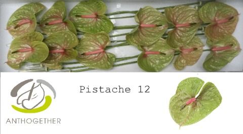 Антуриум Писташ x12, шт. Антуриум Писташ x12, шт.