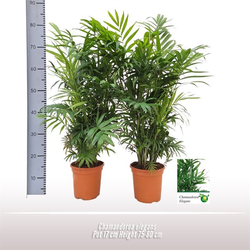 Chamaedorea elegans, D 17