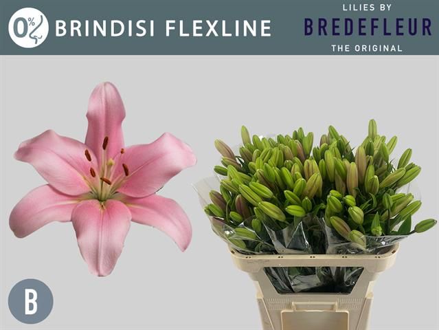 Лилия Бриндизи 75, шт.