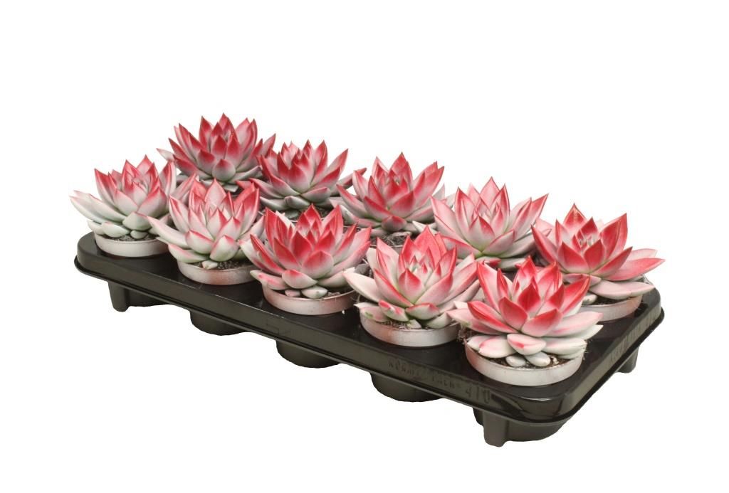 Miranda bicoloured white/red, D 10,5