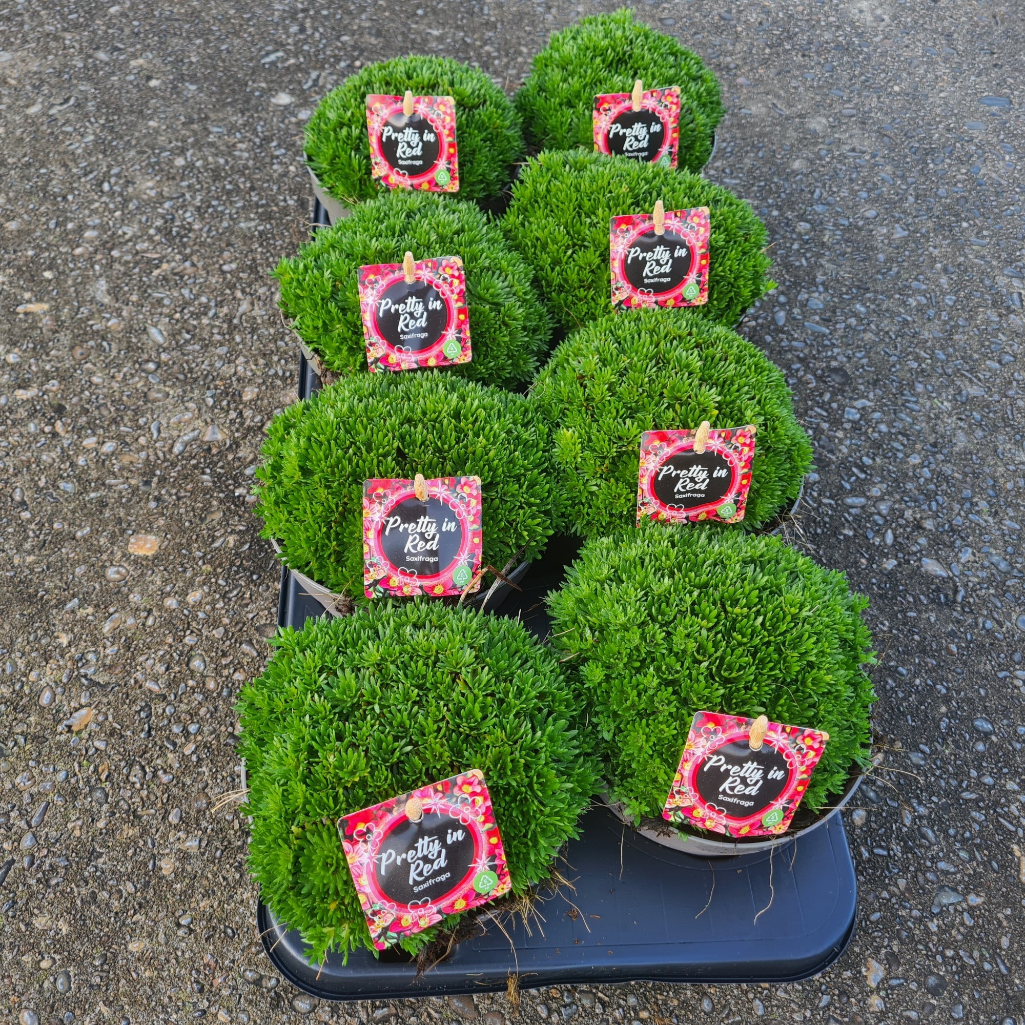 Saxifraga Ferrari Pot 13, D 13