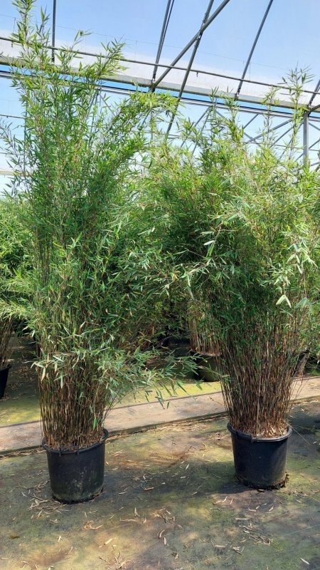 Fargesia Deep Purple, D 48