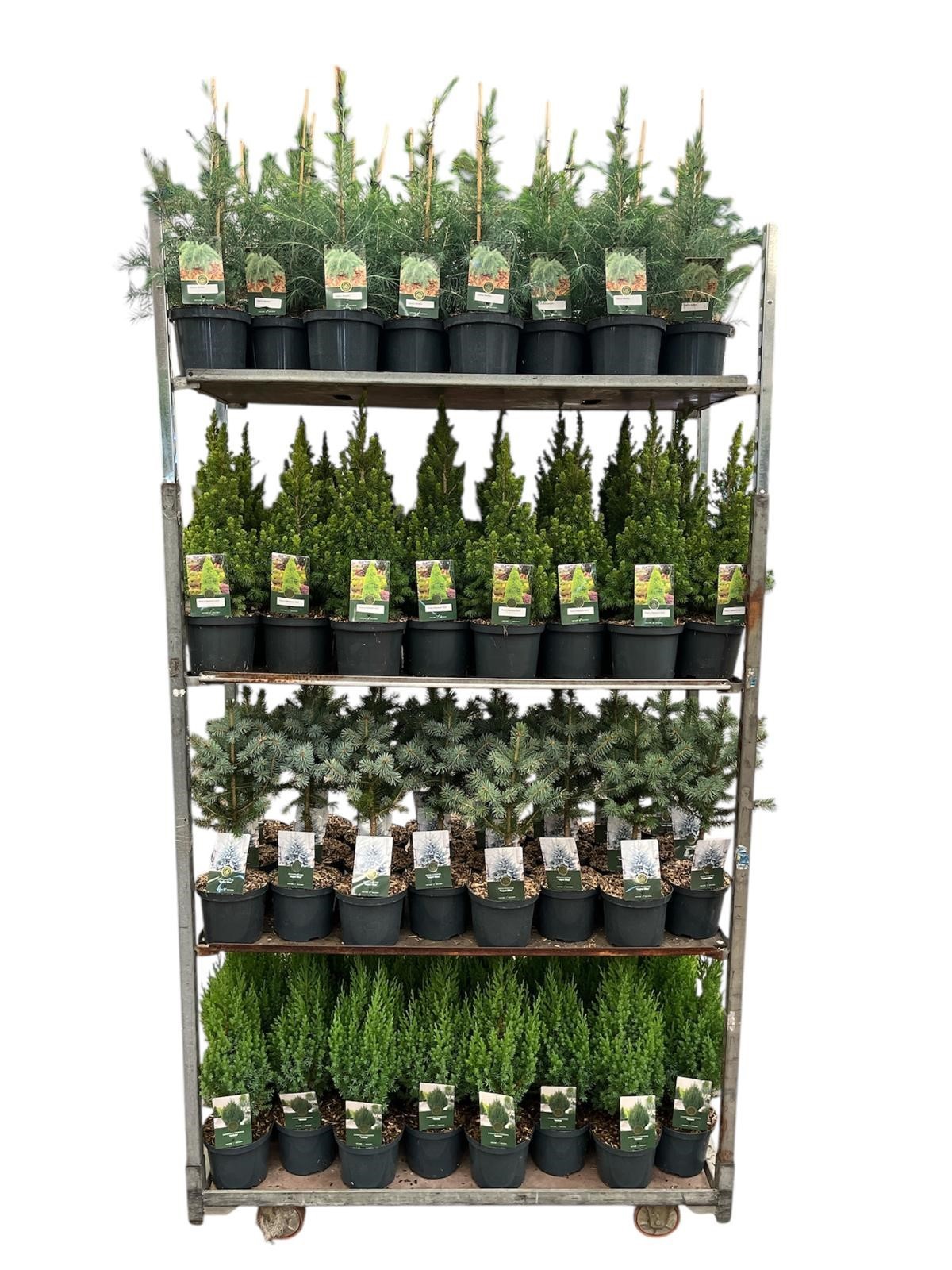 Coniferen herfst mix blauw C2.5, D 23 cm