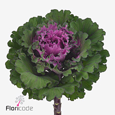 Брассика Ферст Леди 70, шт.