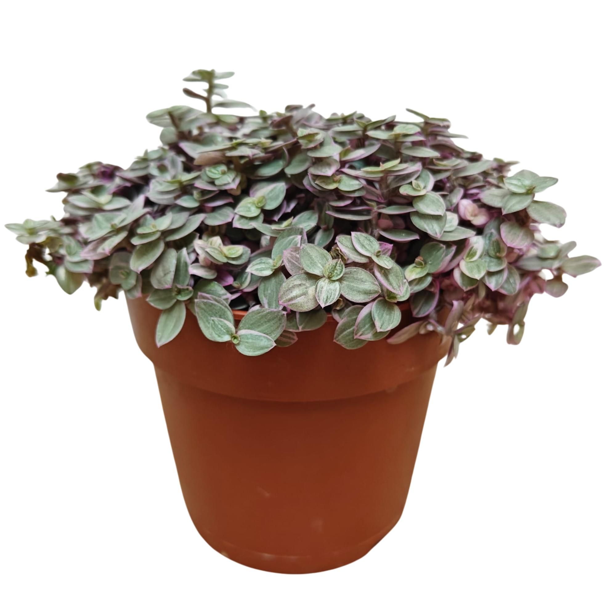 Tradescantia 'Pink Panther' P12, D 12