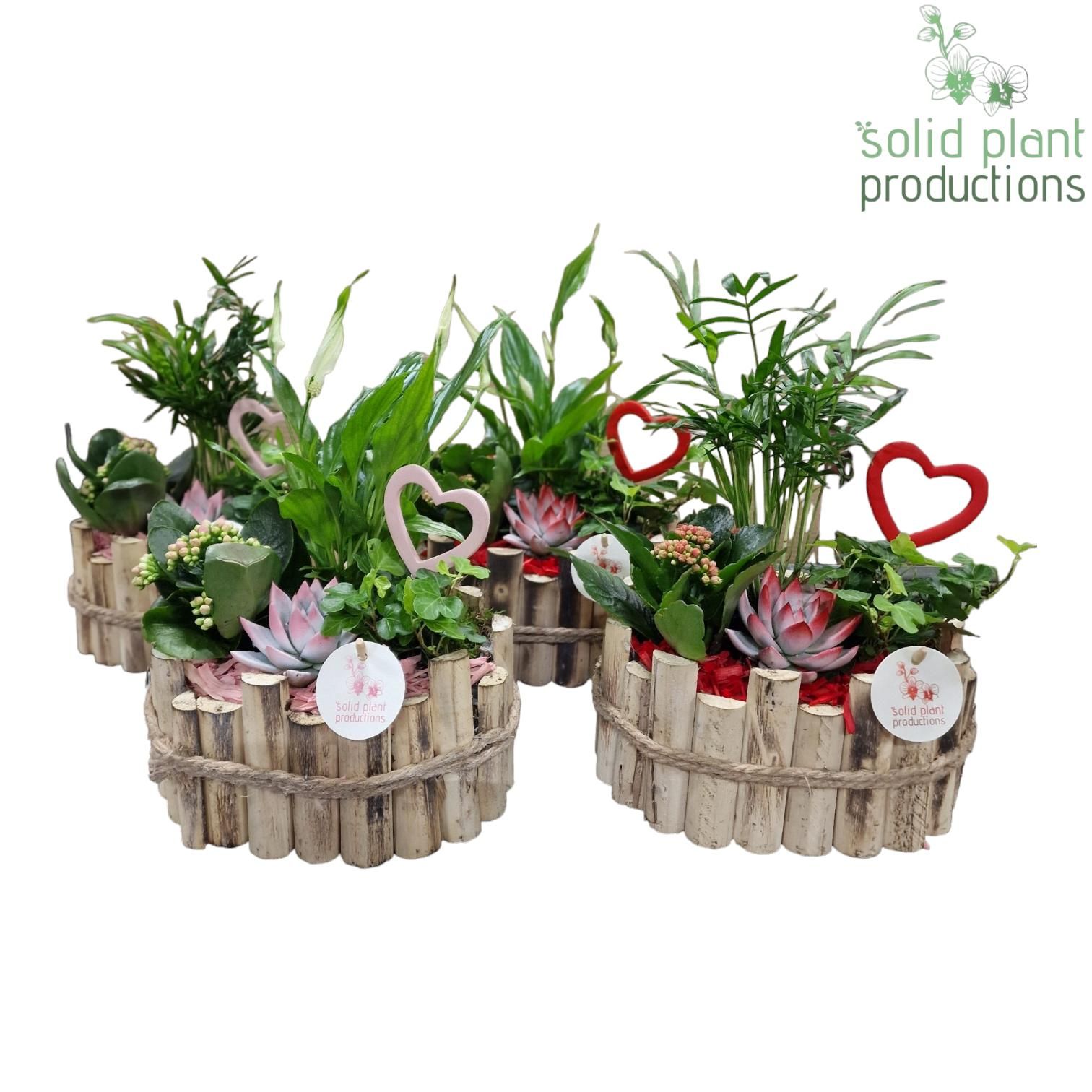 HVSCE003 Bologna Small Red/Pink Mix, D 23