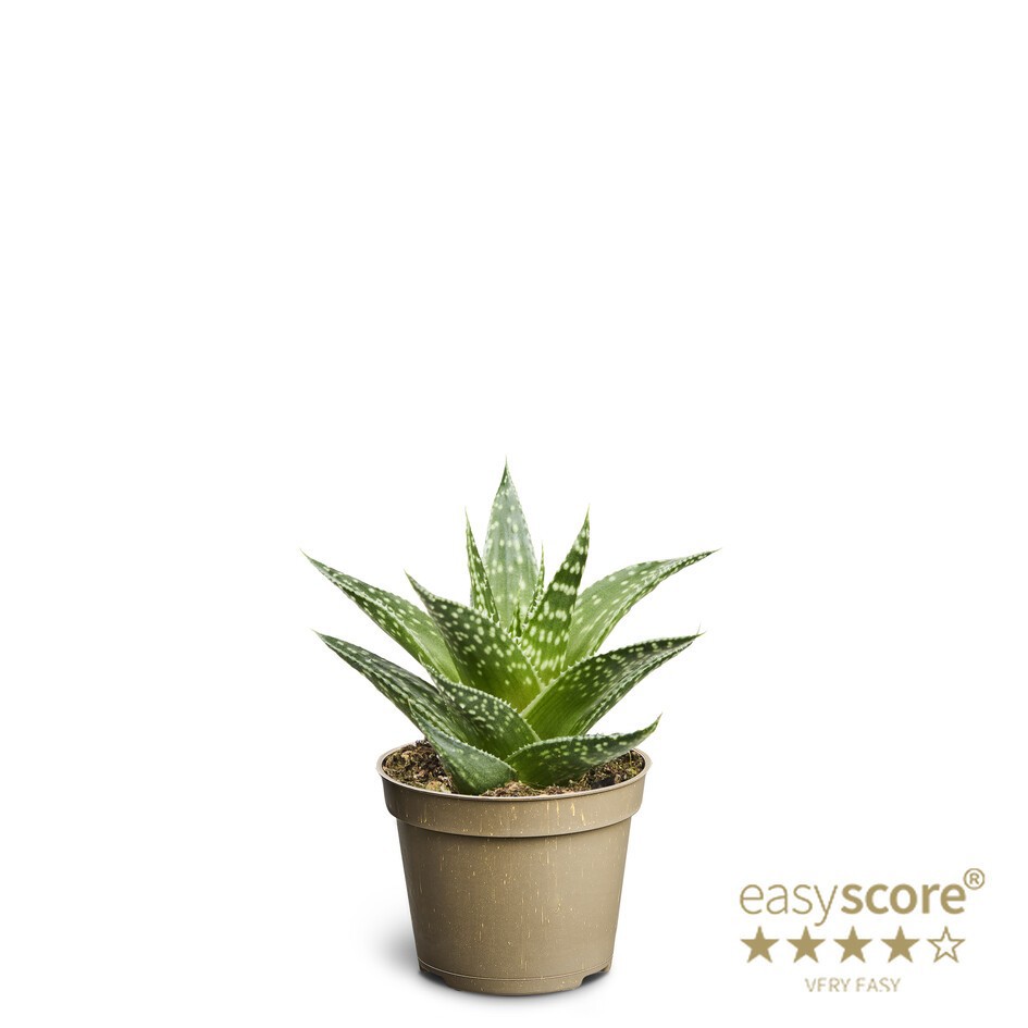 GASTERIA-HYBRID, D 6