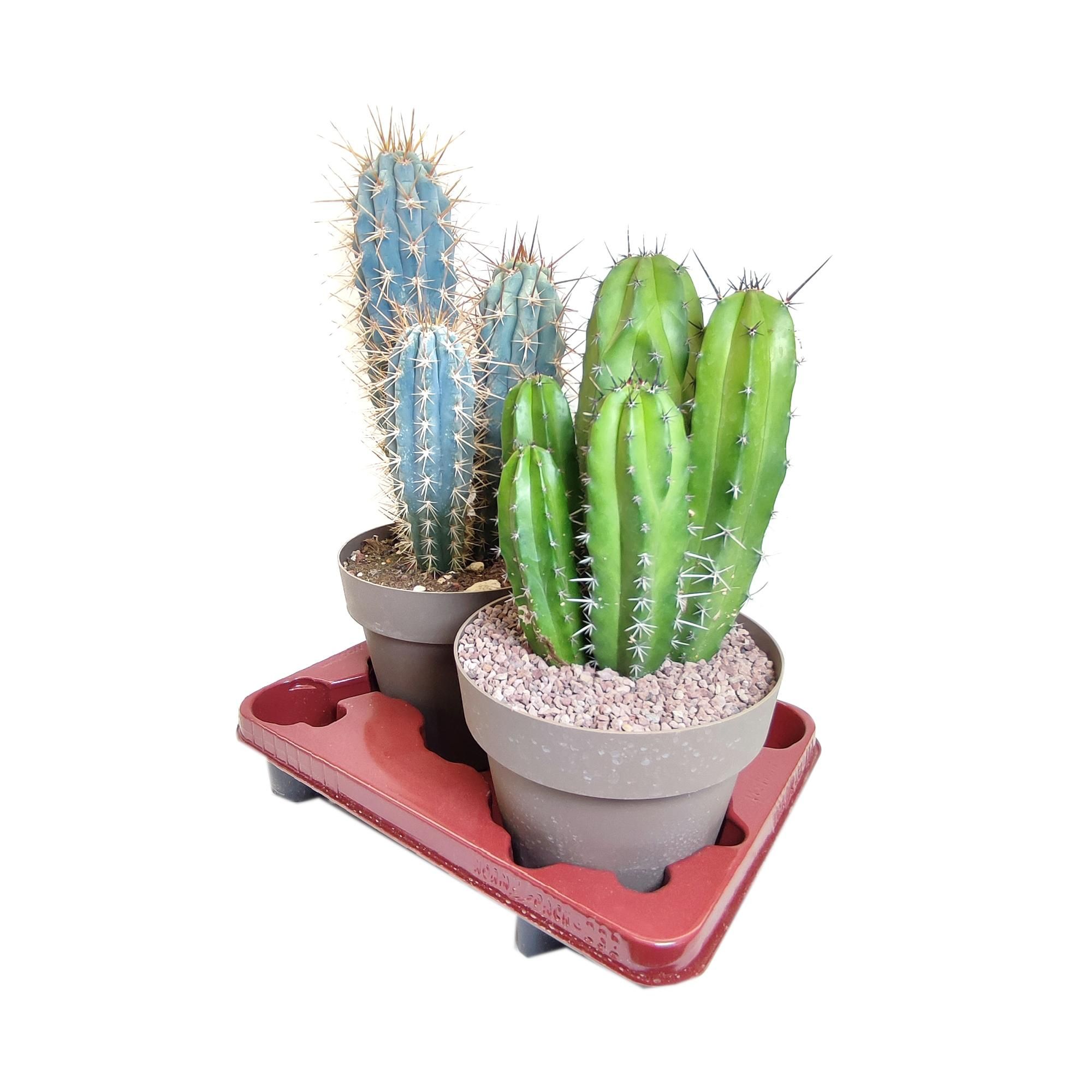 MIX CACTUS POT Ø 20 - TRAY 2 PCS- (CACTUS), D 20