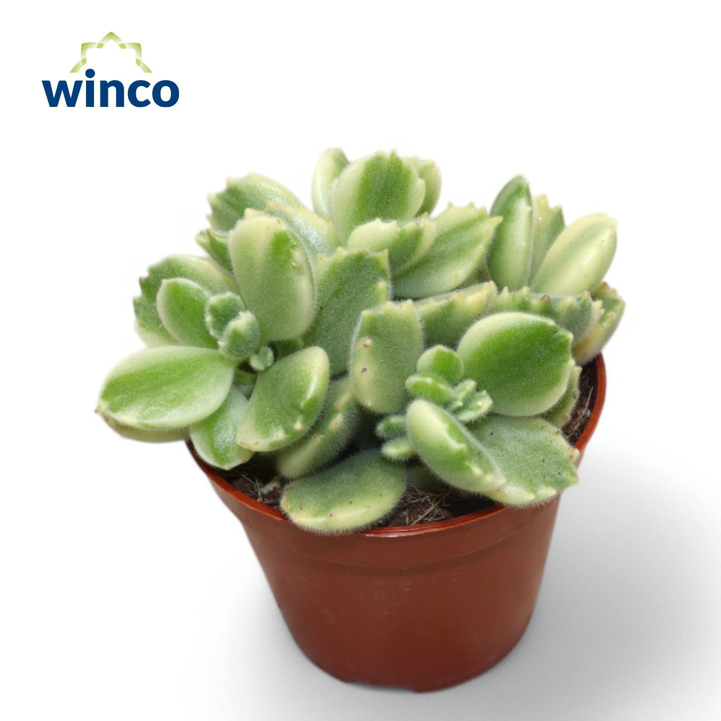 Cotyledon Ladysmithiensis Variegata, D 8,5 cm