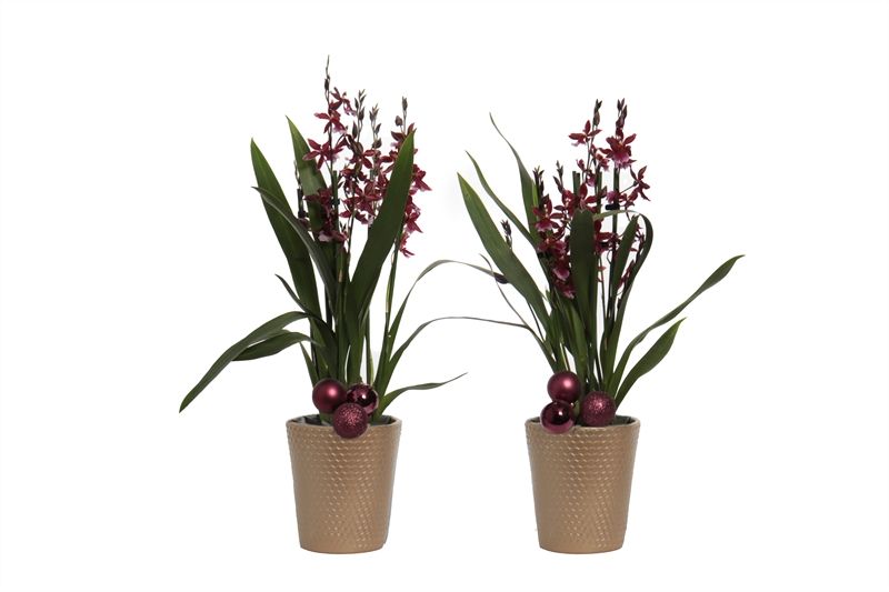 Zoe p12 honeycomb gold Cambria Barrocco Red 3-4T18+, D 12 cm