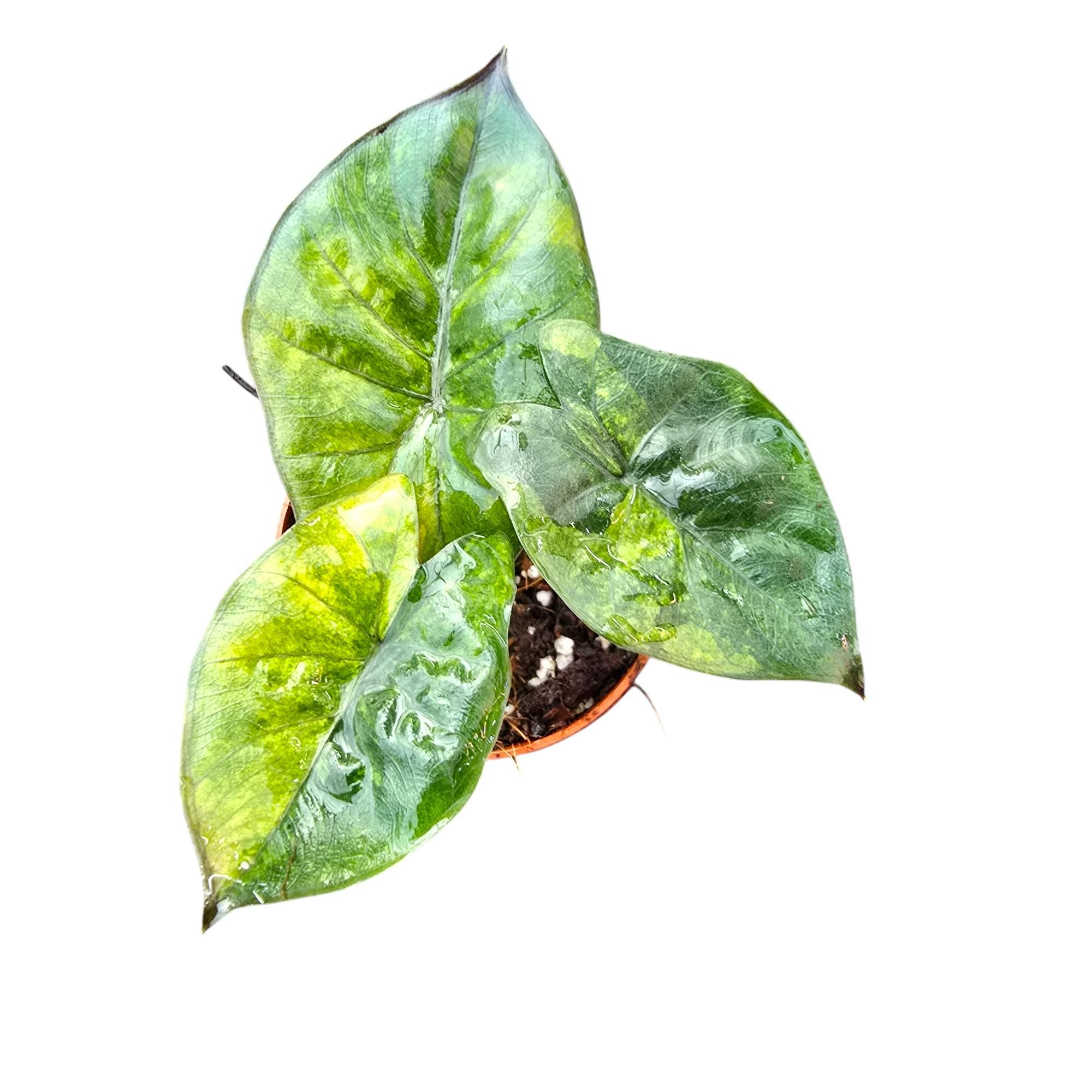 Alocasia Yucatan Princess Aurea, D 7