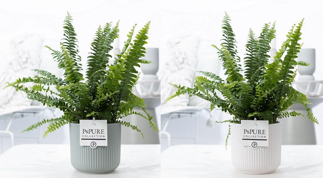 Nephrolepis Green Lady in P&PURE Sophie cer. ass.2, D 12