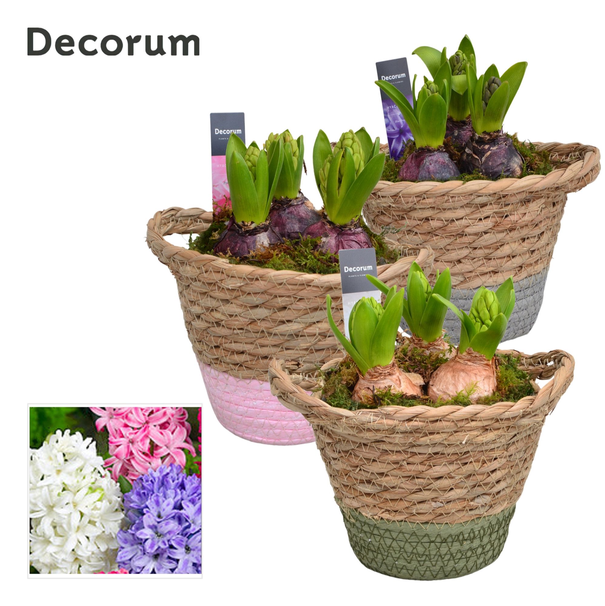 Hyacint Basket Colour HL14860 [LOVELY COLORS], D 13