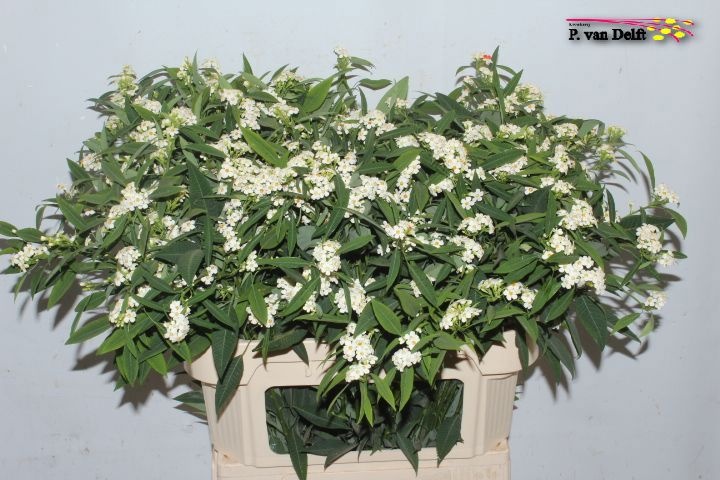 Эуфорбия куст. Квиксильвер 80, шт.