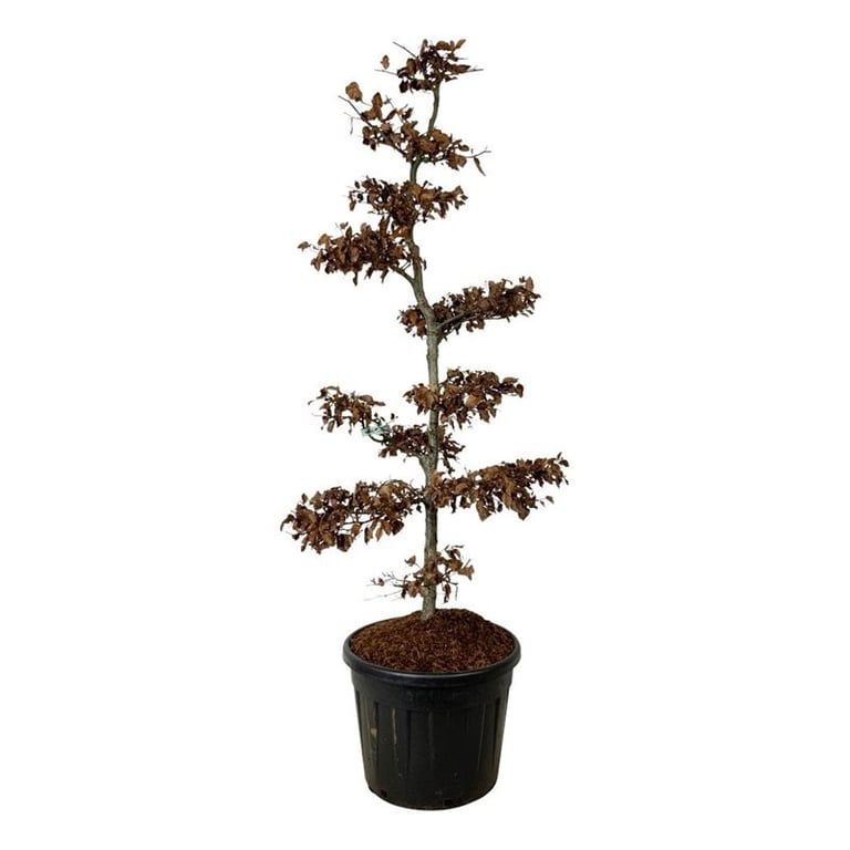 Fagus sylvatica, D 60 cm