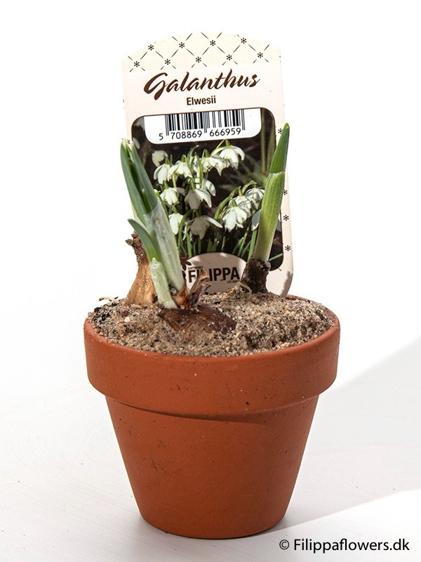 GALANTHUS NIVALIS 'CLAY POT', D 7