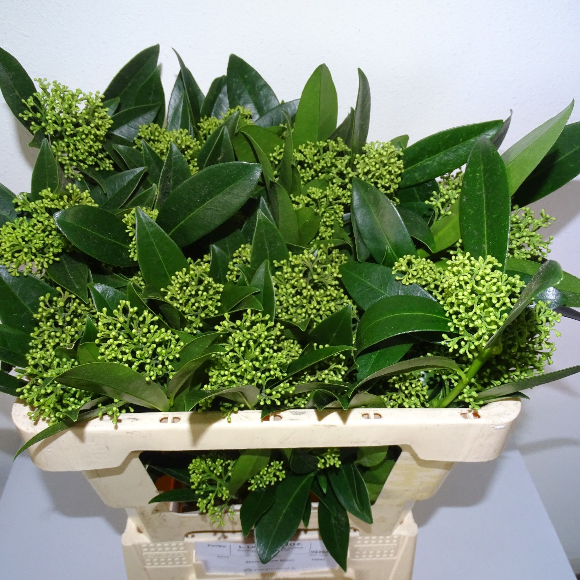 Скимия Кью Грин за пучок 50, пуч.