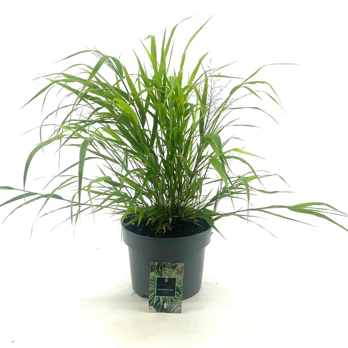Hakonechloa macra, D 23