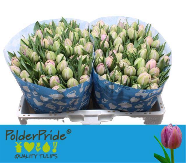 Тюльпан дв. Катинка (лаванд.), шт.