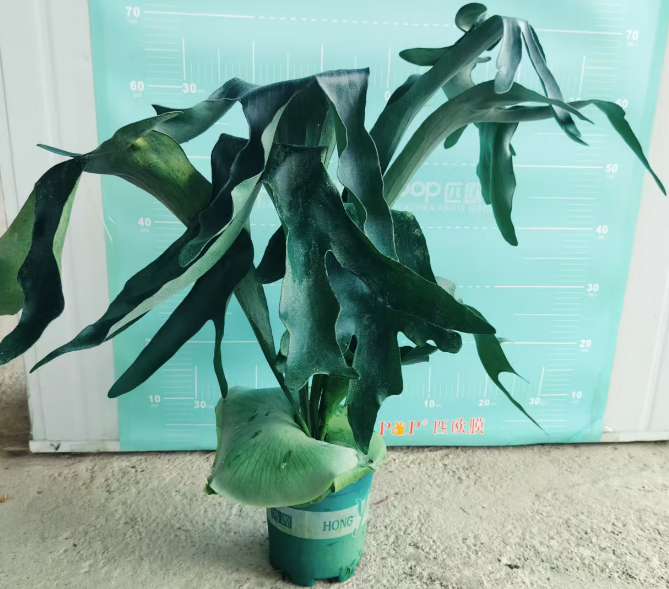 Блечнум ориентале Премиум Дутч Стагхорн Папоротник 18 70-75 18 70