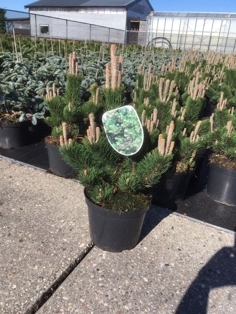 Pinus nigra 'Oregon Green', D 26 cm