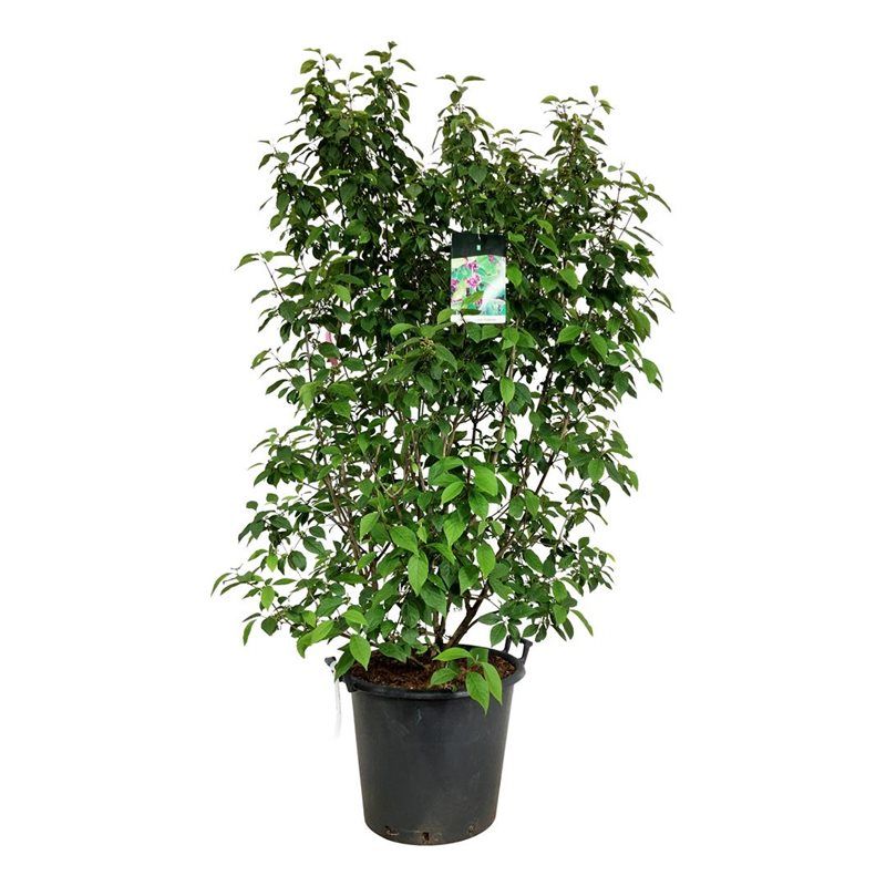 Callicarpa bodinieri 'Profusion', D 50 cm