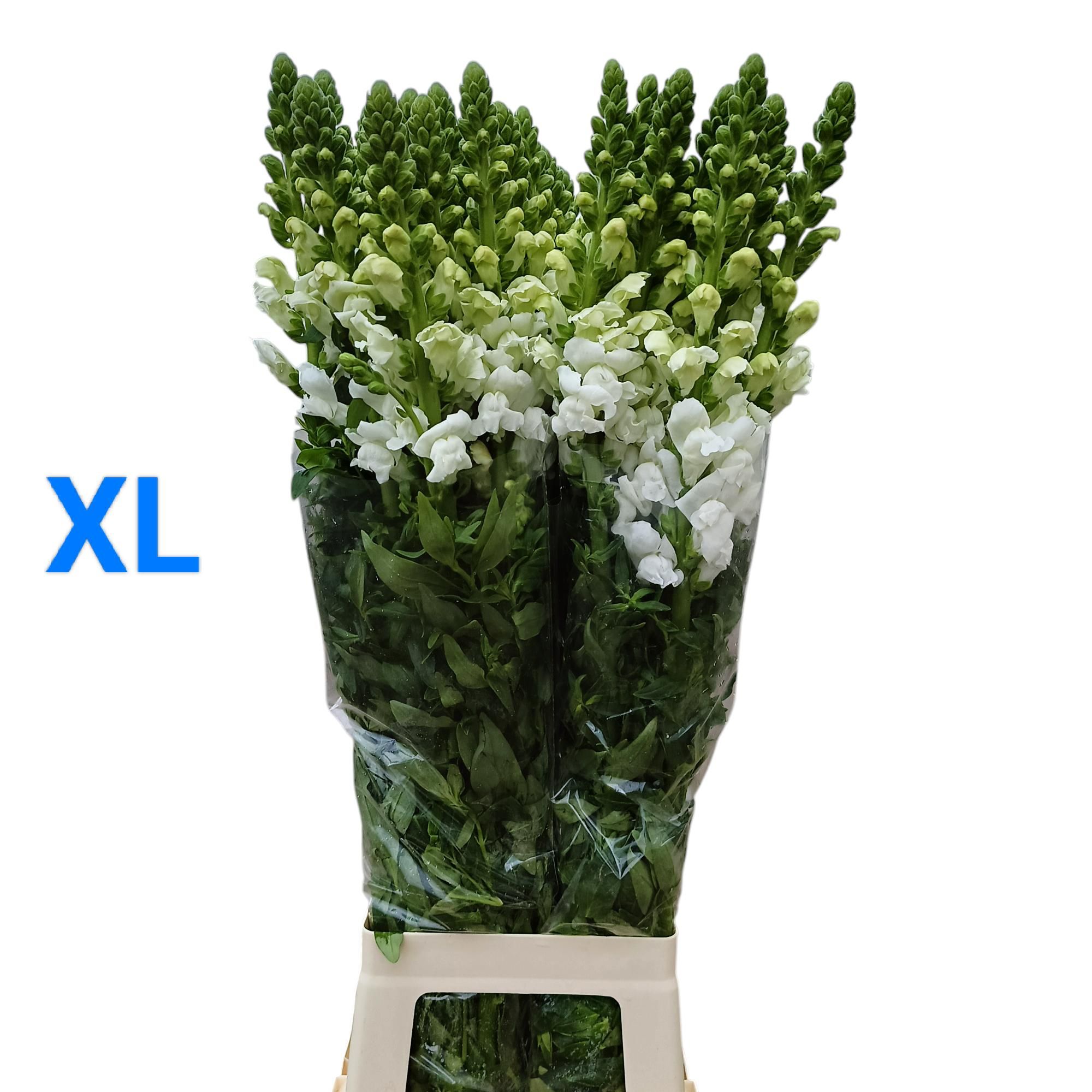 Антирринум Антибс Эрли Вайт (бел.), шт.