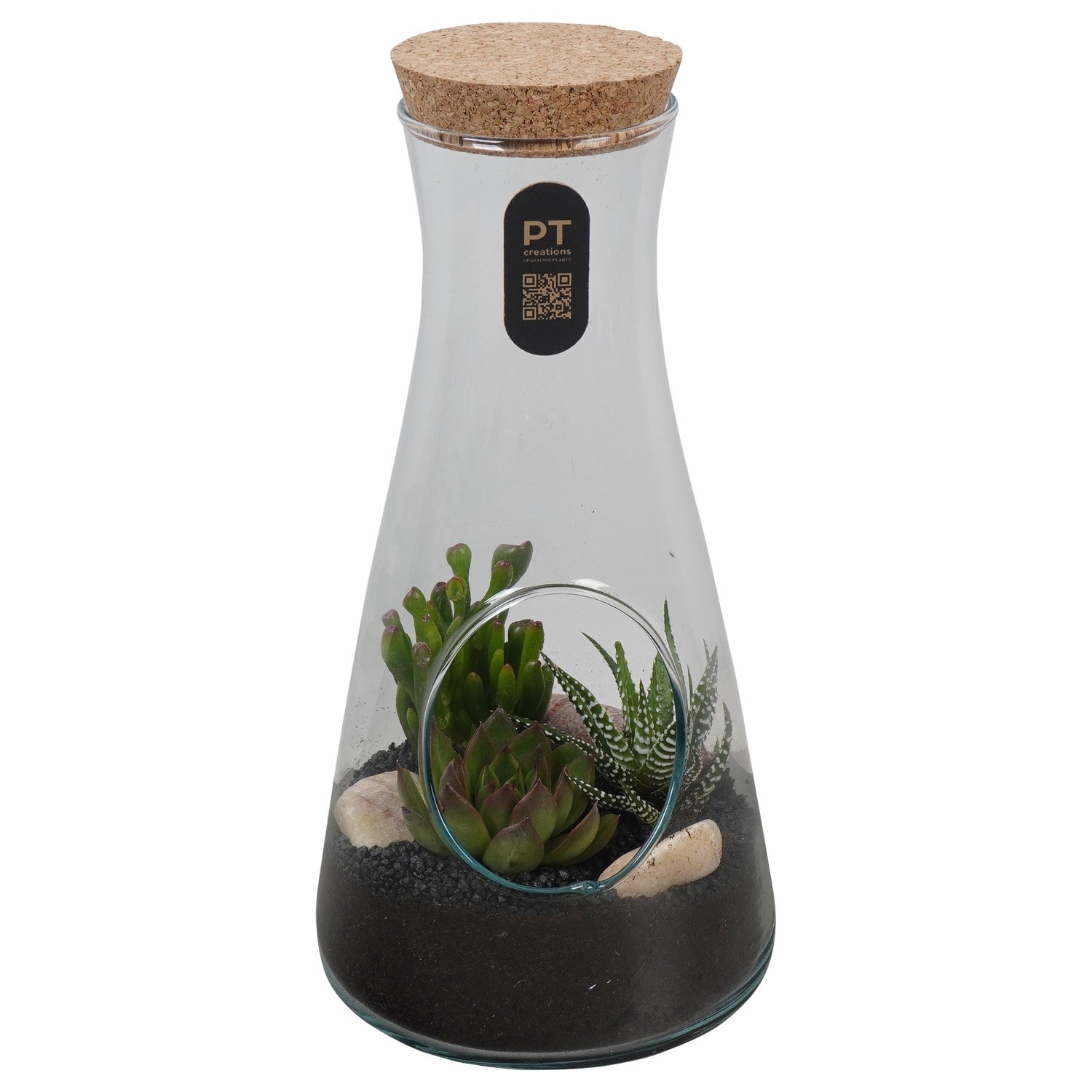PTSU8513 Arrangement Succulenten in glazen fles, D 13