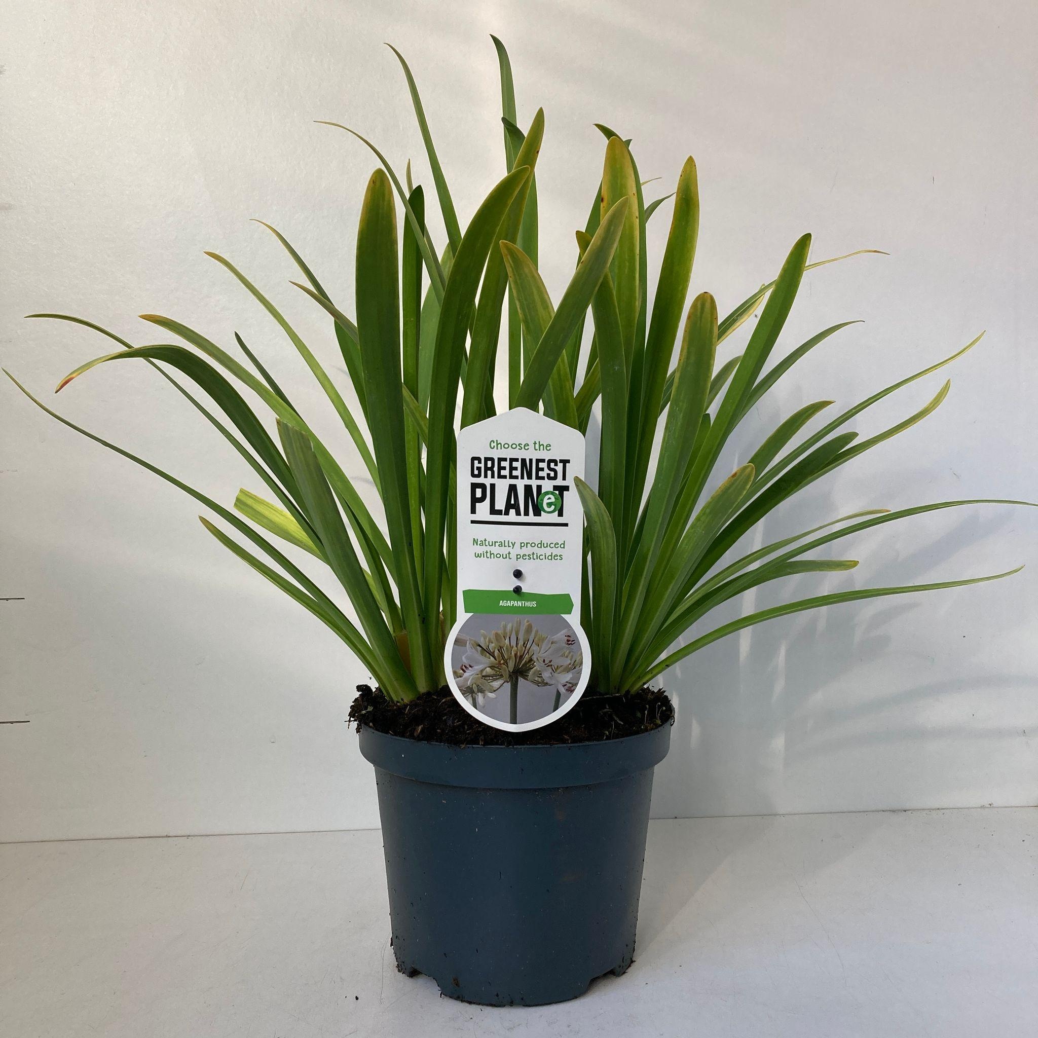 Agapanthus 'Leicester', D 26 cm