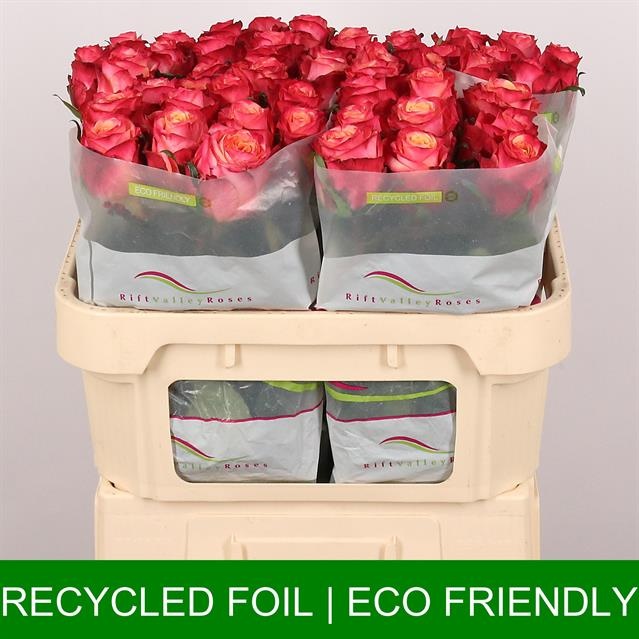 Роза од. Май Тай 70, шт.