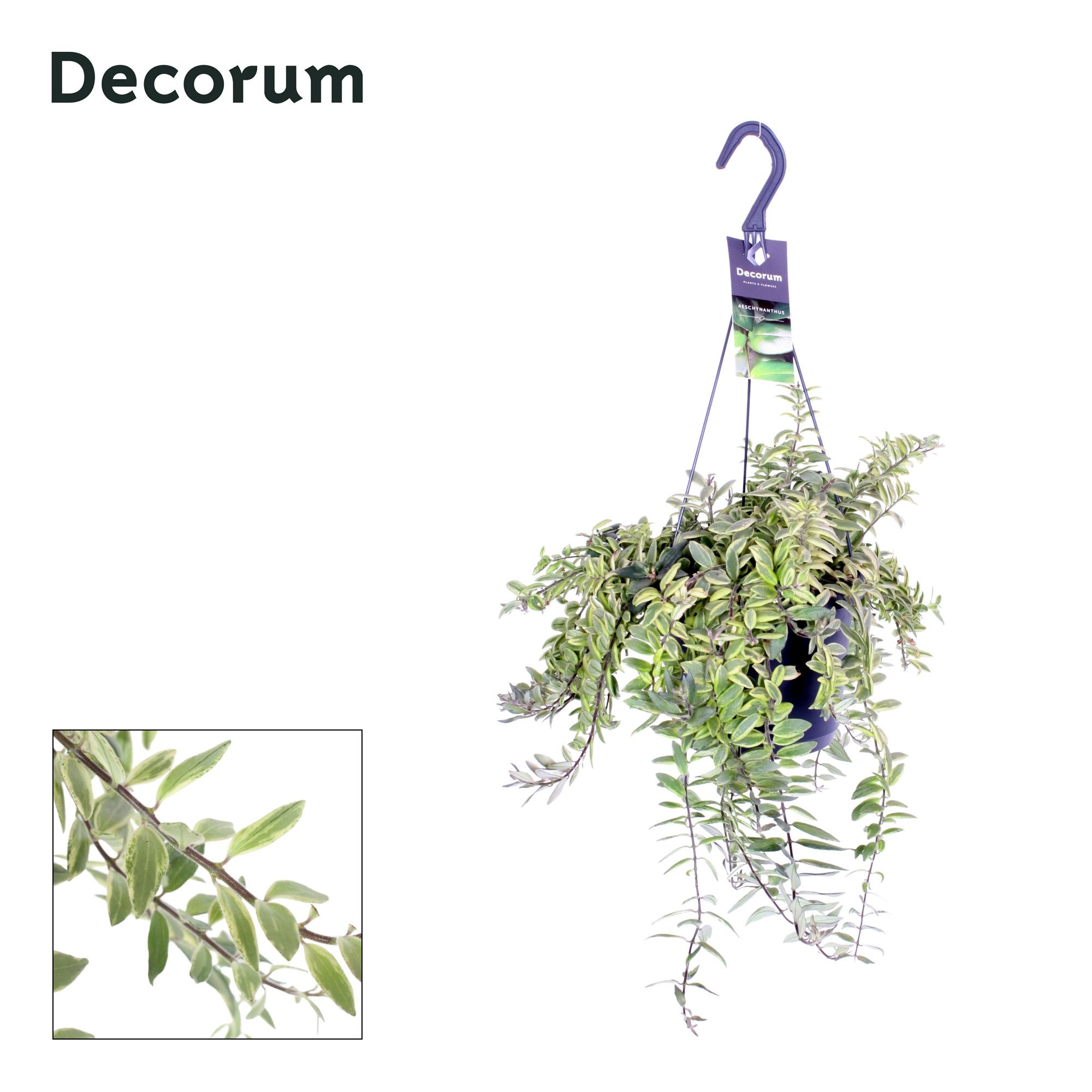 Aeschynanthus Bolero Bicolore Hangpot 17 cm, D 17