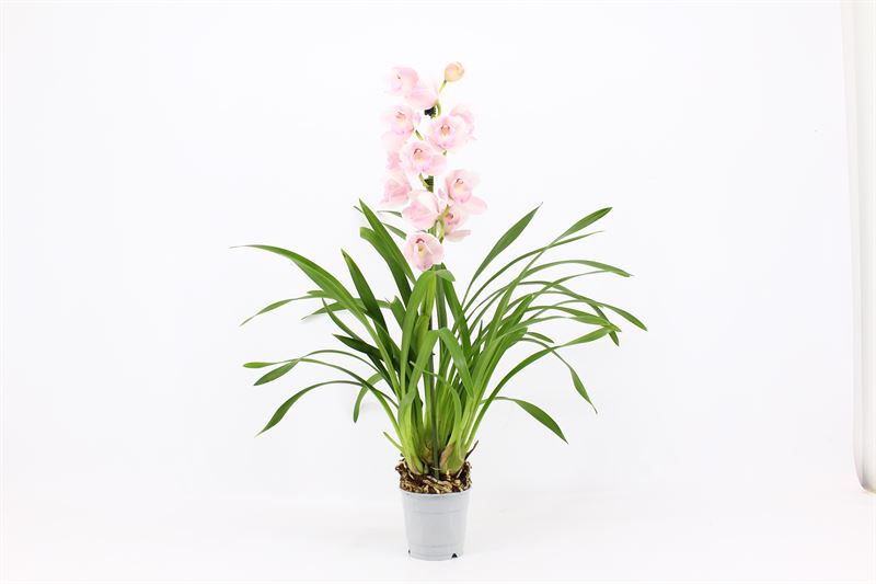 Cymbidium p12 Pink Bell 1T05+, D 12