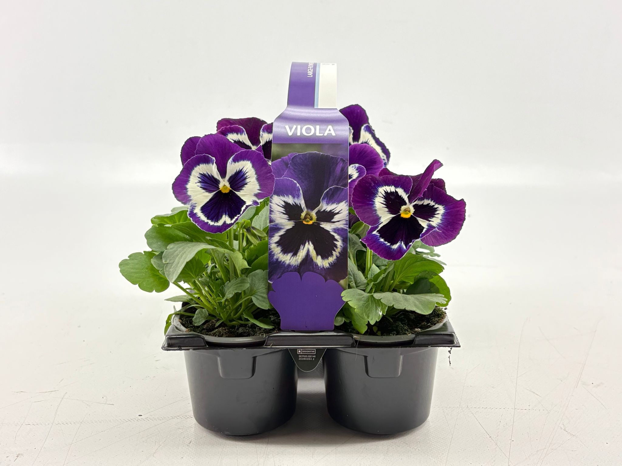 Sixpack Viola F1 Violet Face, D 9 cm Sixpack Viola F1 Violet Face, D 9 cm