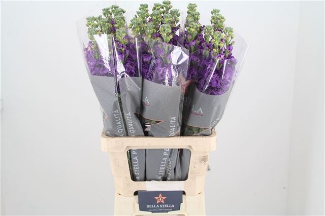 Маттиола од. Айрон Перпл 70, шт.