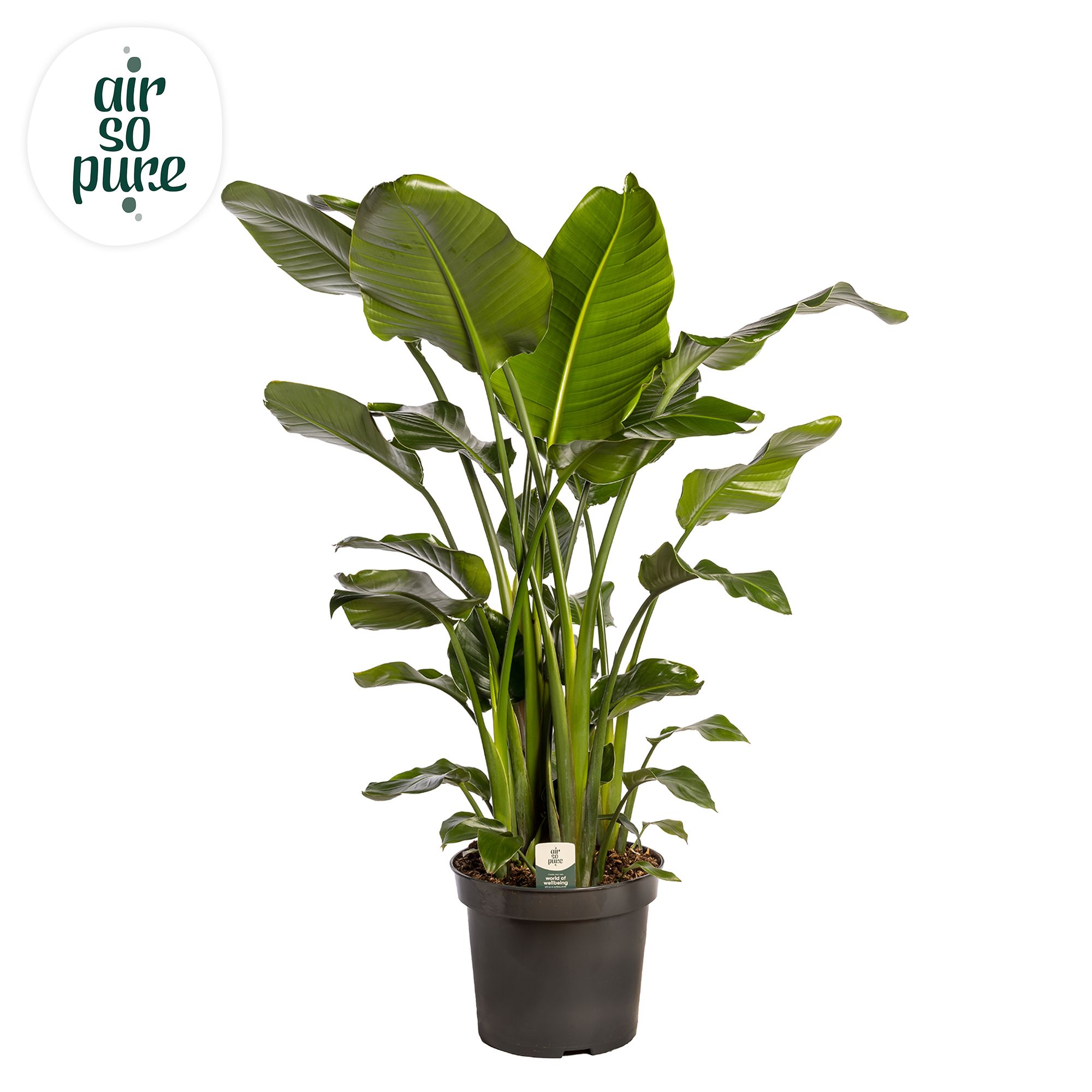 Strelitzia Nicolai p35 (Air so Pure), D 35
