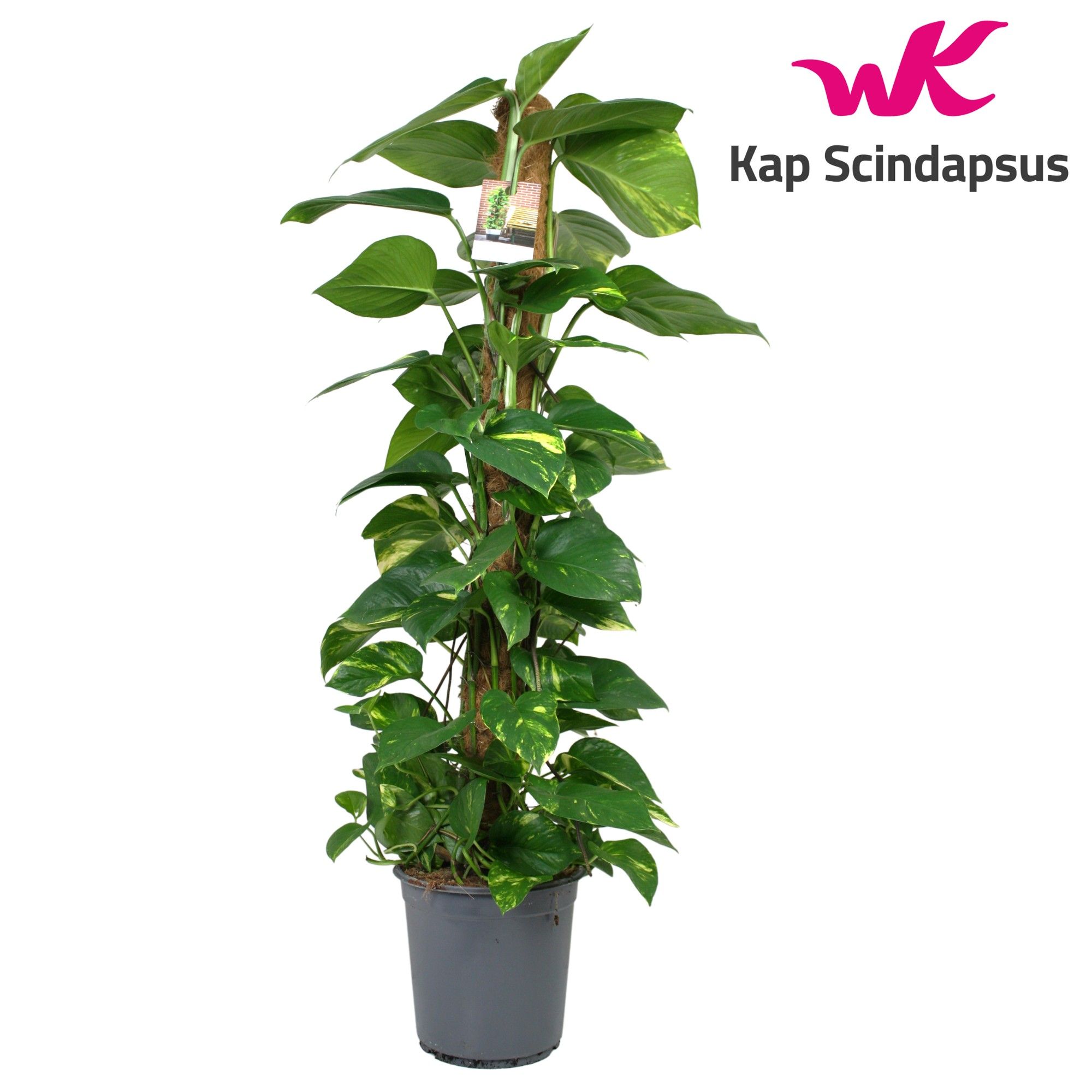 Scindapsus (Epipremnum) mosstok 120 cm, D 24
