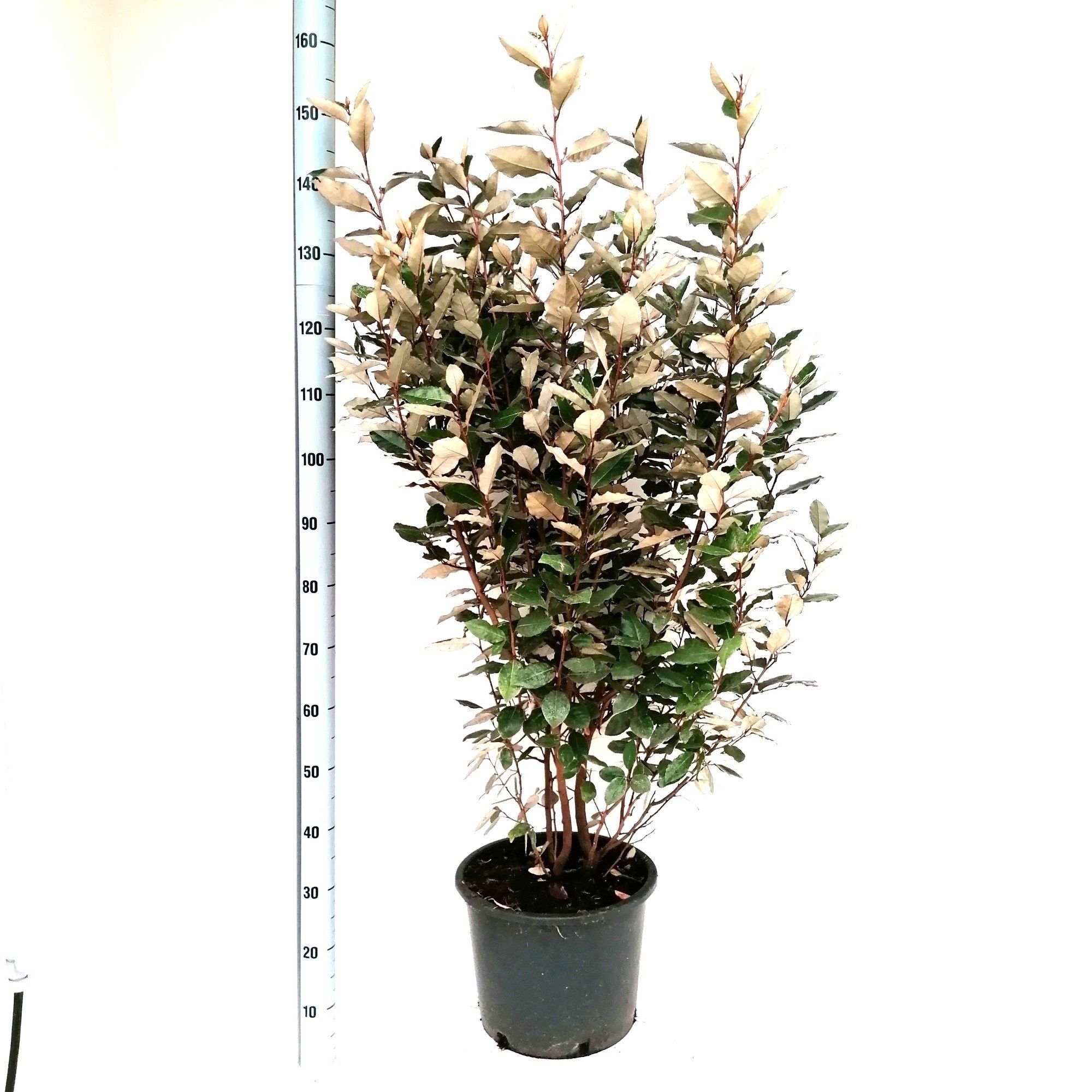 Elaeagnus ebb. 'Compacta', D 34