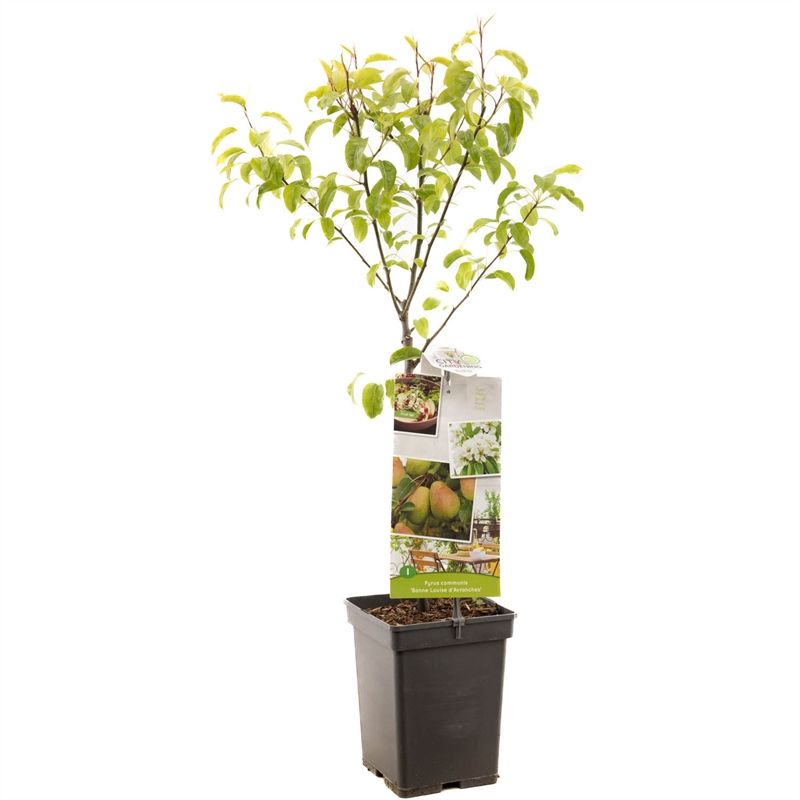 Pyrus comm. Bonne Louise Patio Handpeer, D 18