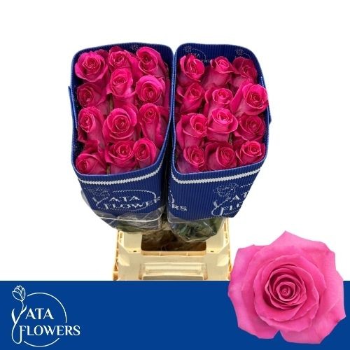 Роза од. Топаз 60, шт.