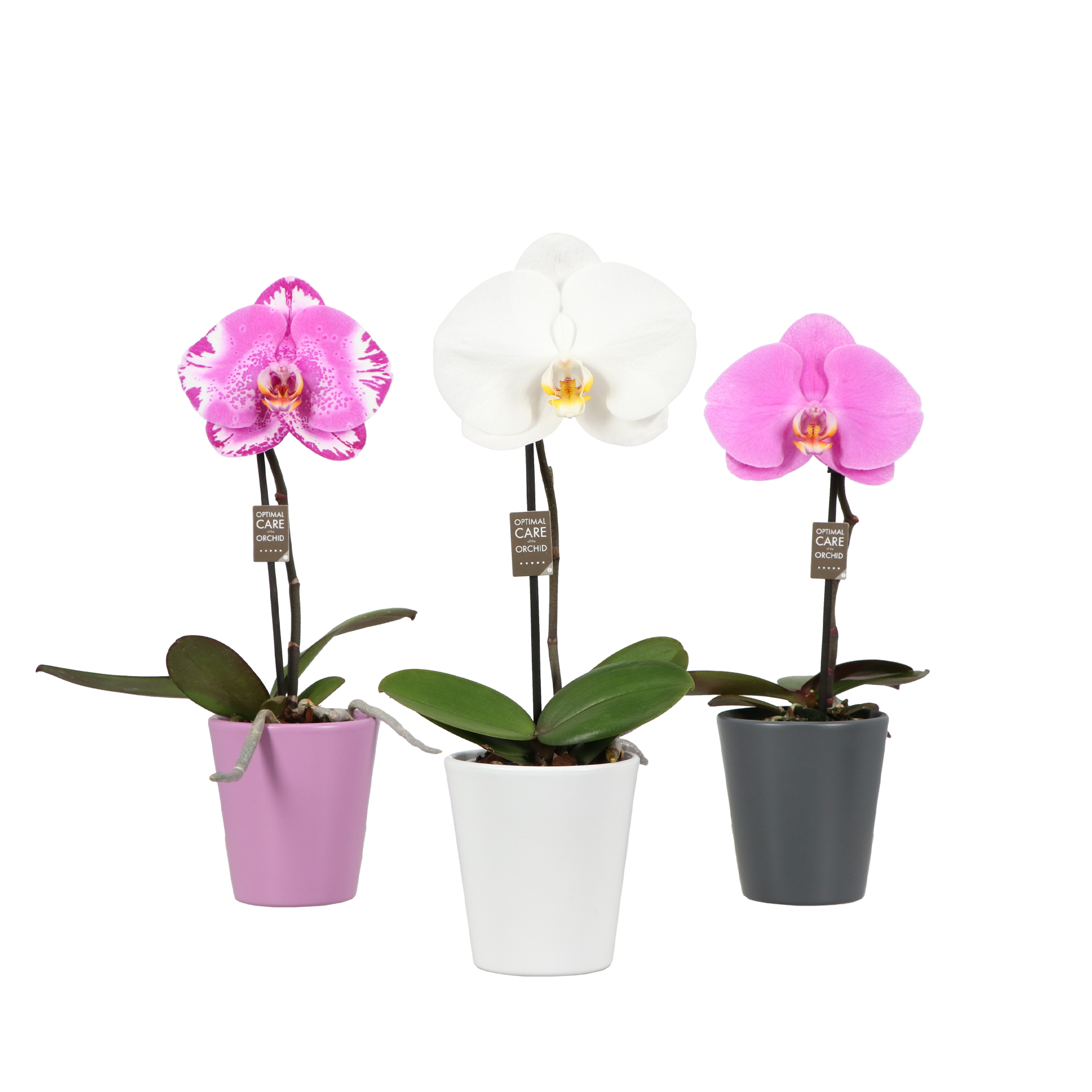 One P9 Mix 1 spike in Donna Mix, D 9 cm