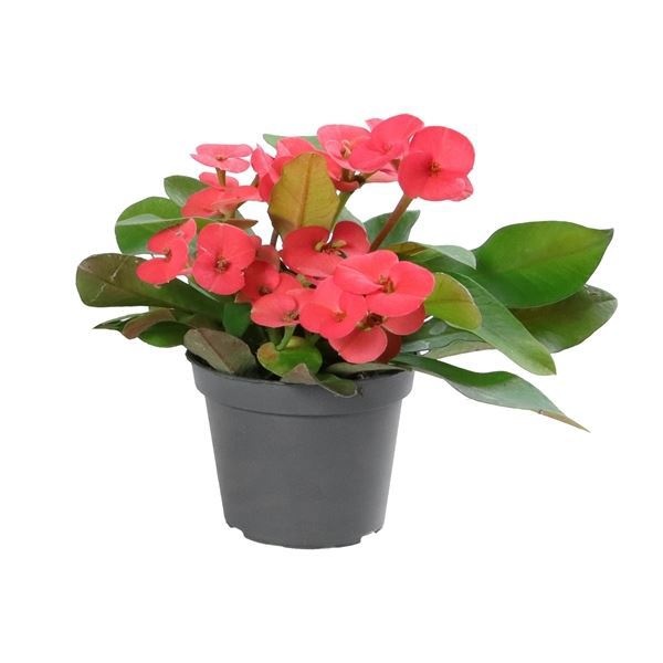 Euphorbia Milii 'EOS' 6 cm, D 6 cm