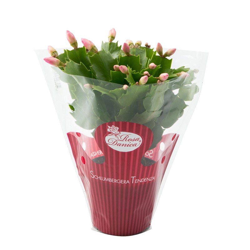 Schlumbergera Rosa Brazil met hoes, D 9