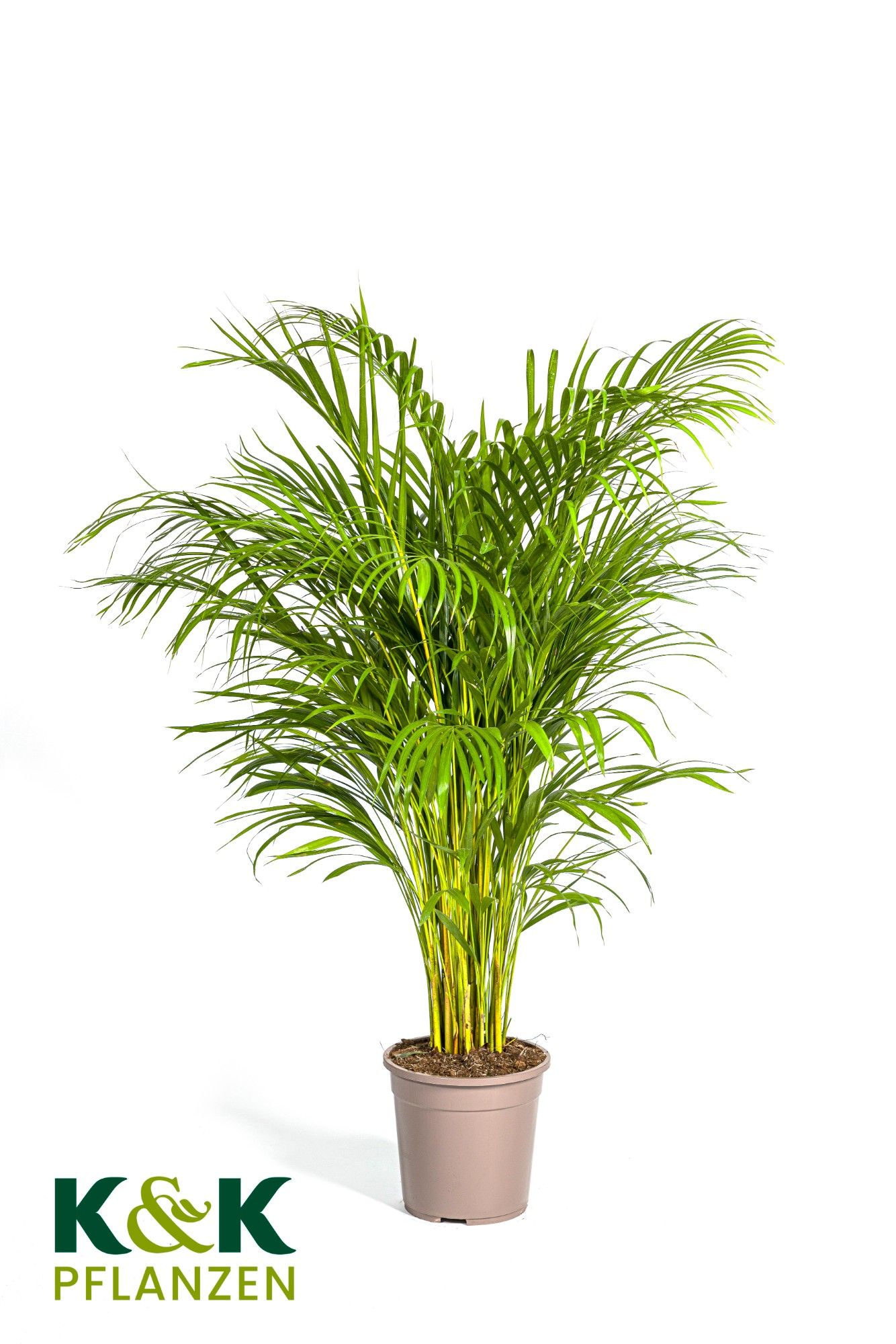 Dypsis lutescens T24, D 24