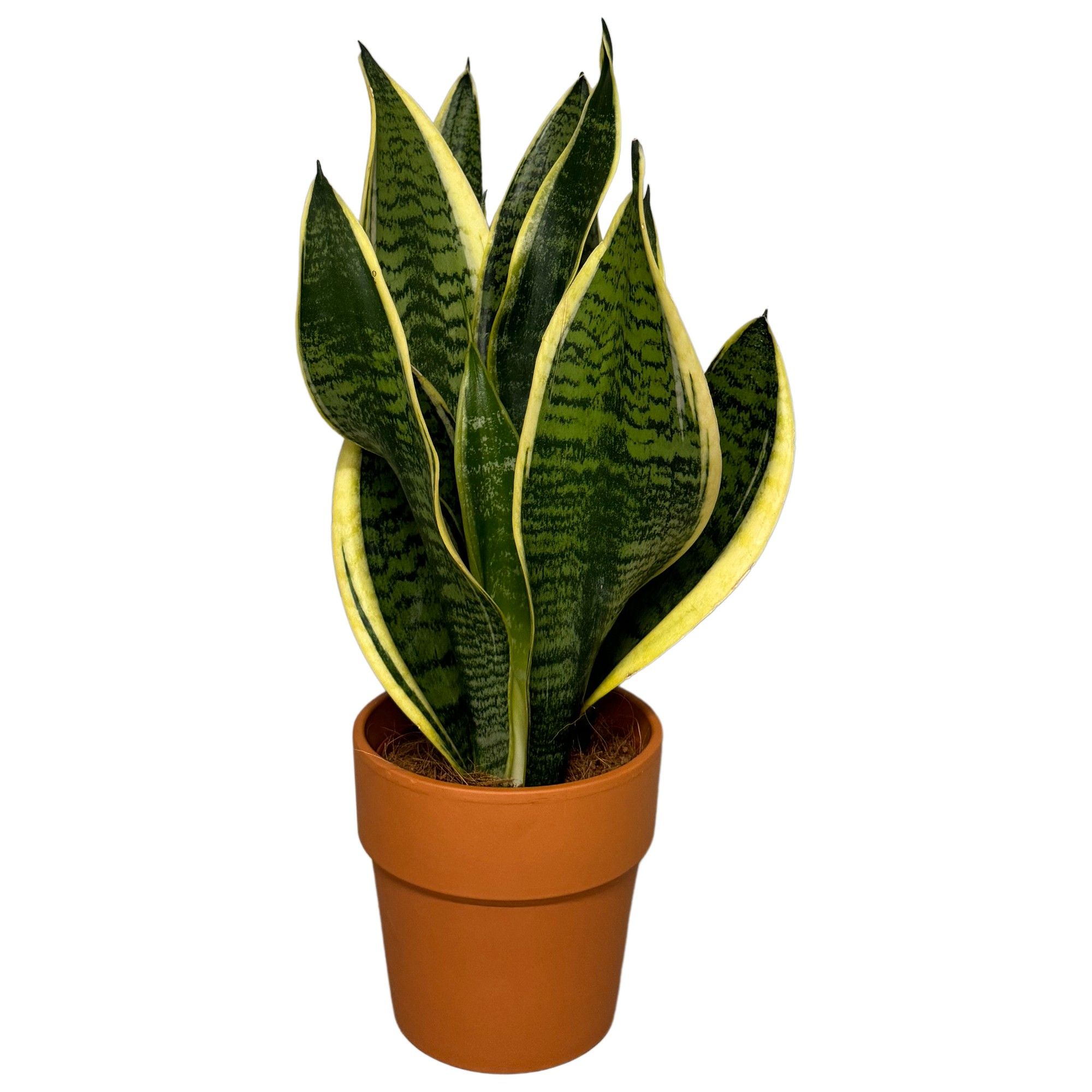 Sansevieria Superba in terracotta pot, D 12
