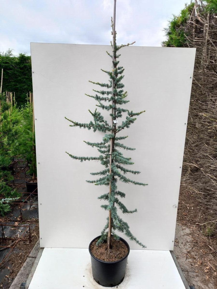 Cedrus l. 'Glauca', D 40 cm