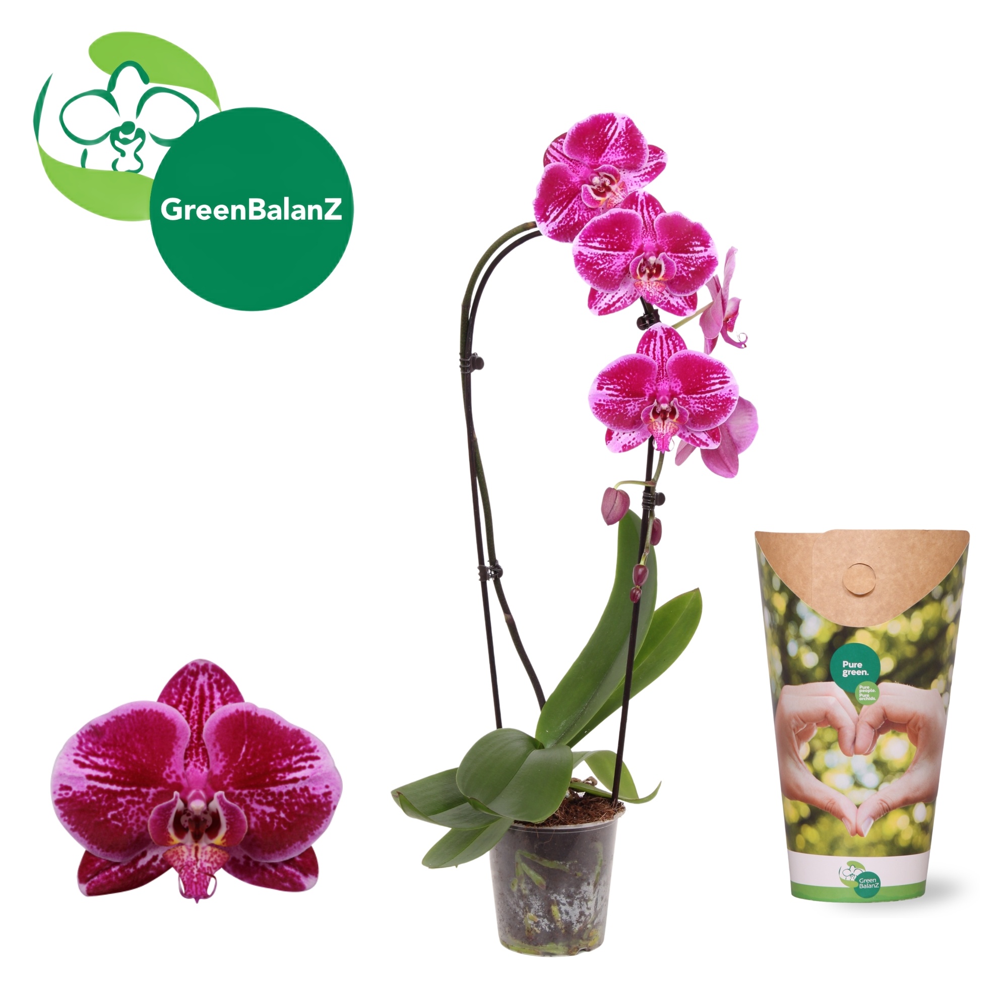 ShapeZ - CascadeZ Fortune Teller 1 tak in potcover, D 12