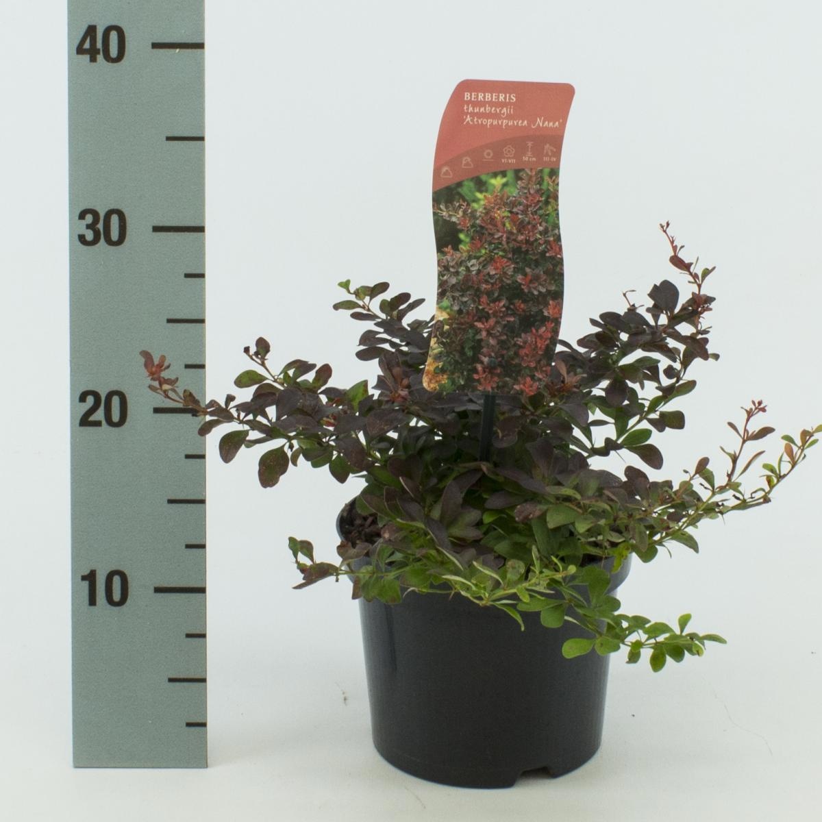 Berberis thunb. 'Atropurpurea Nana', D 17